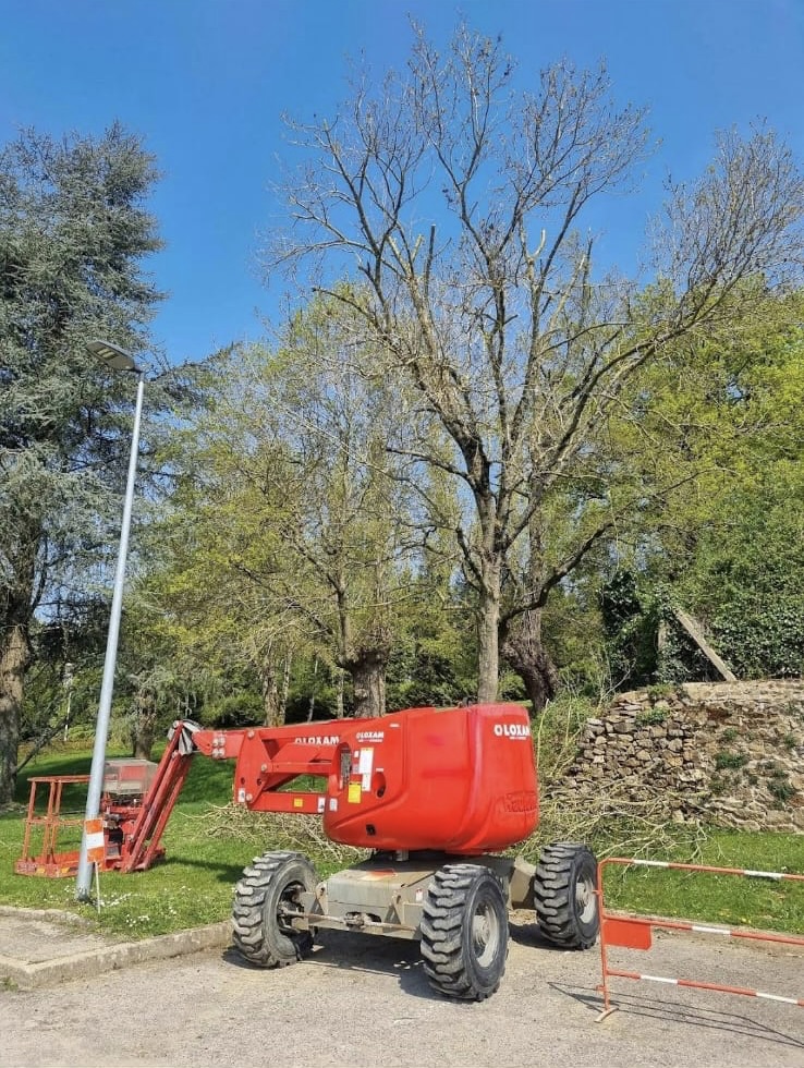 Élagage professionnel arbre Laval Mayenne