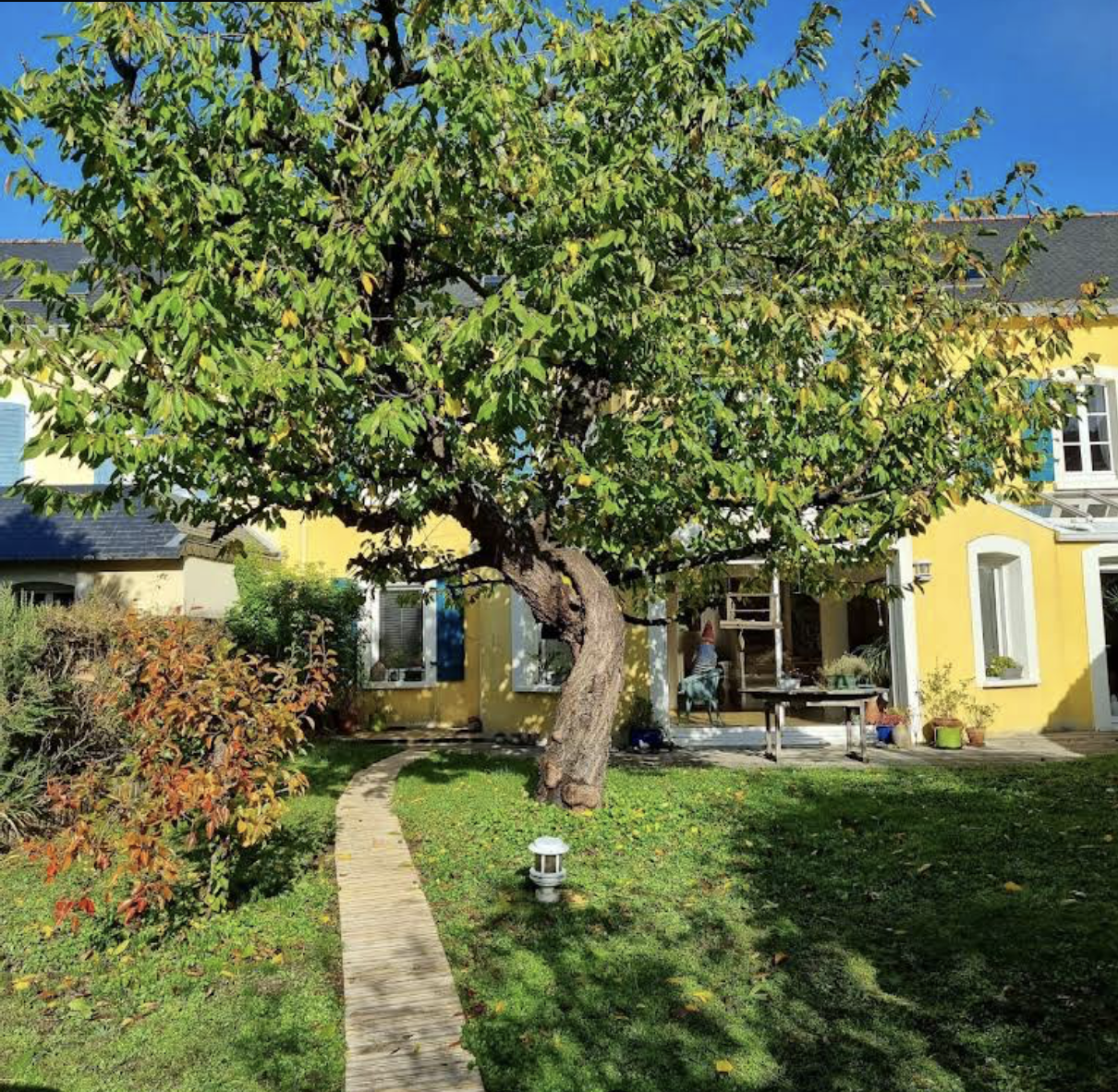 Élagage arbre feuillu Laval Mayenne