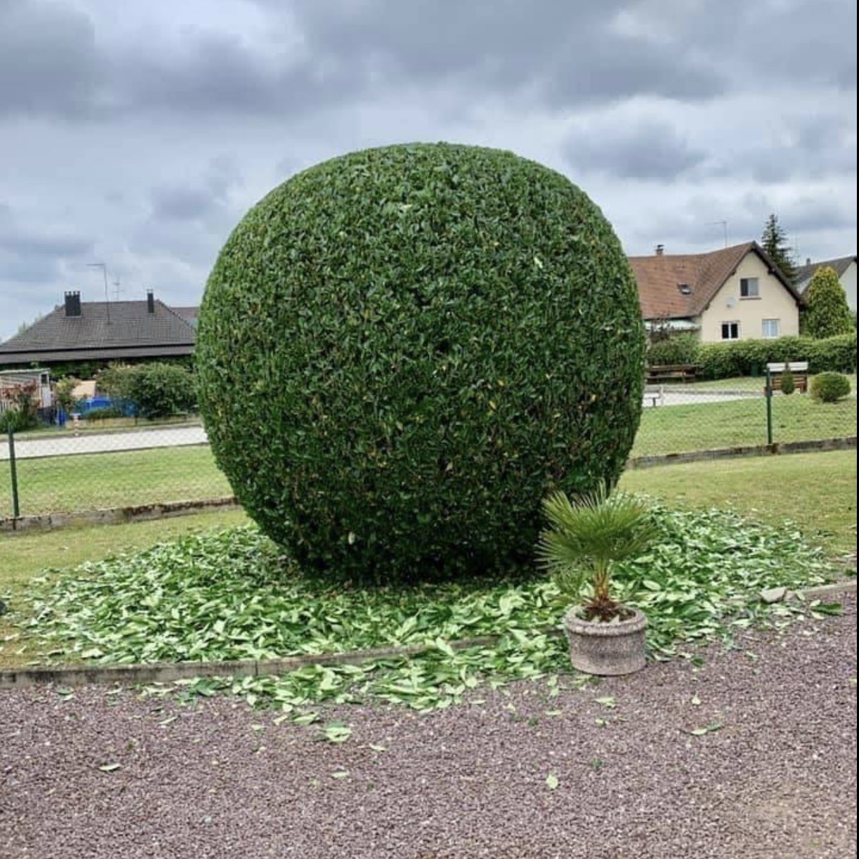 Taille de grande haie avec échelle Laval