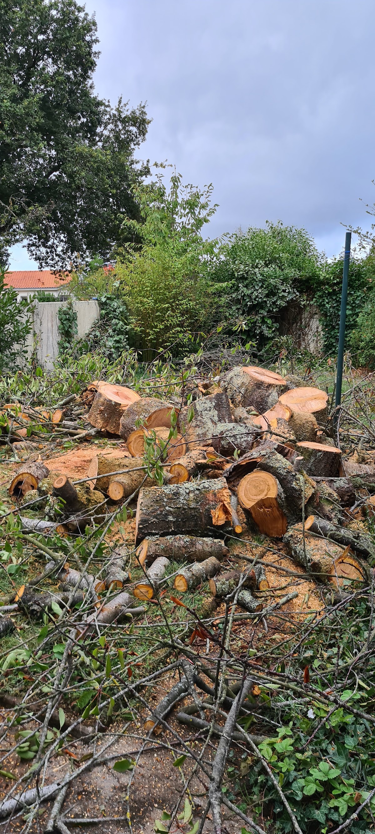 Abattage grand arbre Laval Mayenne
